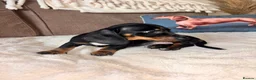 Miniature Dachshund dogs for sale: Miniature kc registered pups ready 7th oct - Advert 11