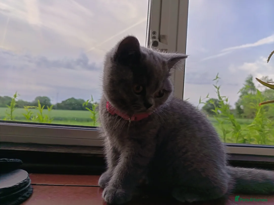 British Shorthair cats for sale: Ready to go. Gccf registered blue BSH kittens - Advert 2
