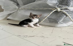 Bengal cats for sale: Bengal X Kittens - Image 24