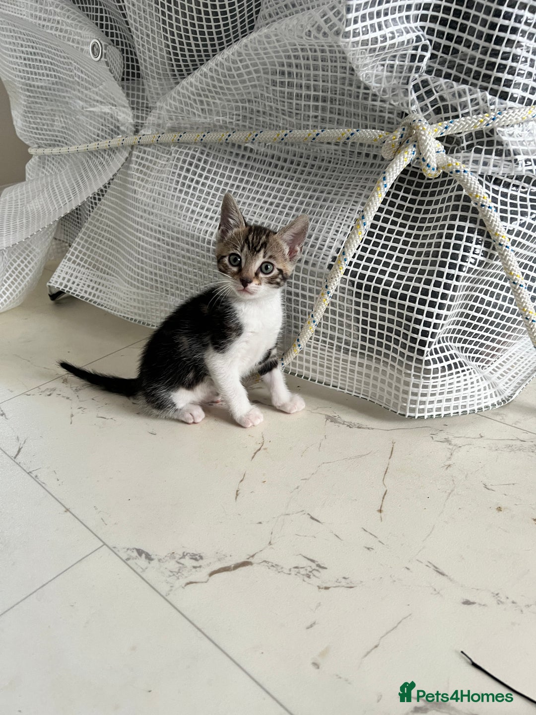 Bengal cats for sale: Bengal X Kittens - Image 24