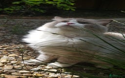 Ragdoll cats for stud: Charles - TICA and Gccf registered active boy  in Bournemouth - Image 12