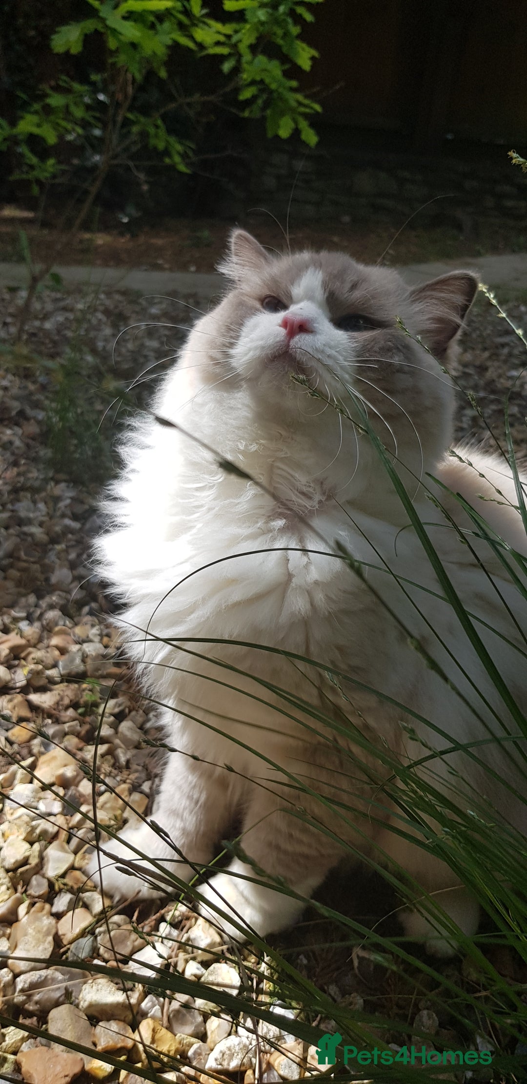 Ragdoll cats for stud: Charles - TICA and Gccf registered active boy  in Bournemouth - Image 12