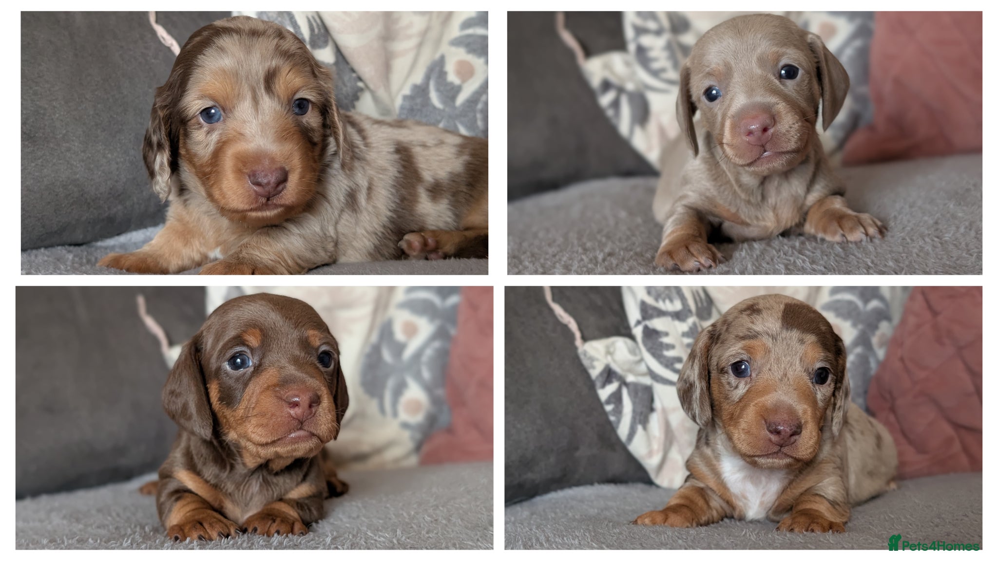 Miniature Dachshund dogs KC reg Miniature Dachshund long and short haired  - Advert 1