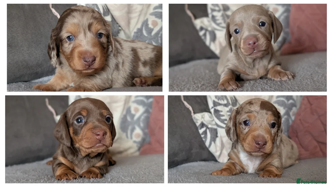 Miniature Dachshund dogs for sale: KC reg Miniature Dachshund long and short haired  - Advert 1