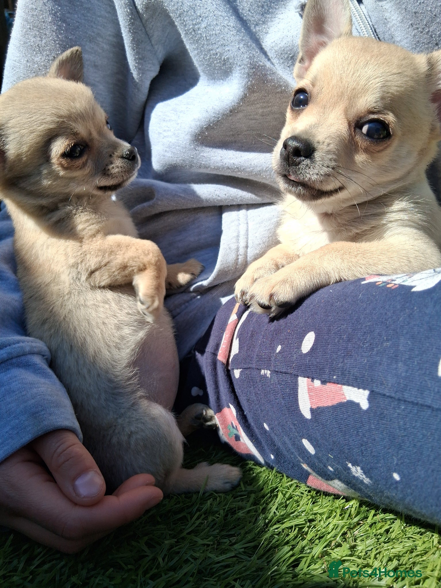 Chihuahua dogs Chihuahua cream boy ready for new home - Advert 2