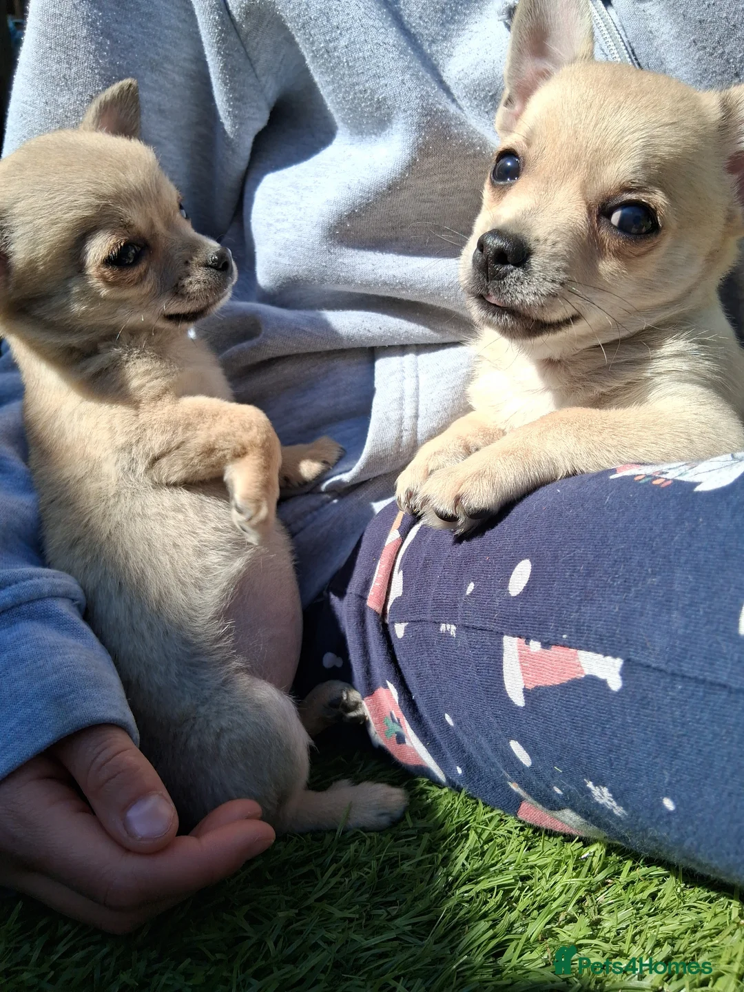 Chihuahua dogs for sale: Chihuahua cream boy ready for new home - Advert 1