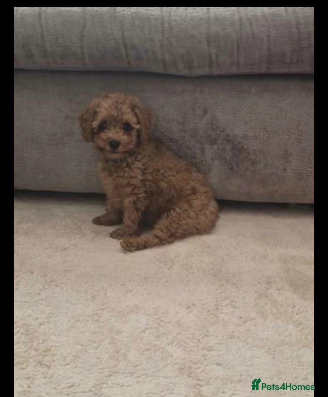 Toy Poodle dogs for sale: Apricot  female  toy poodle  - Advert 1