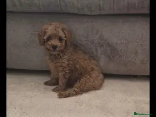 Toy Poodle dogs Apricot female toy poodle - Advert 1