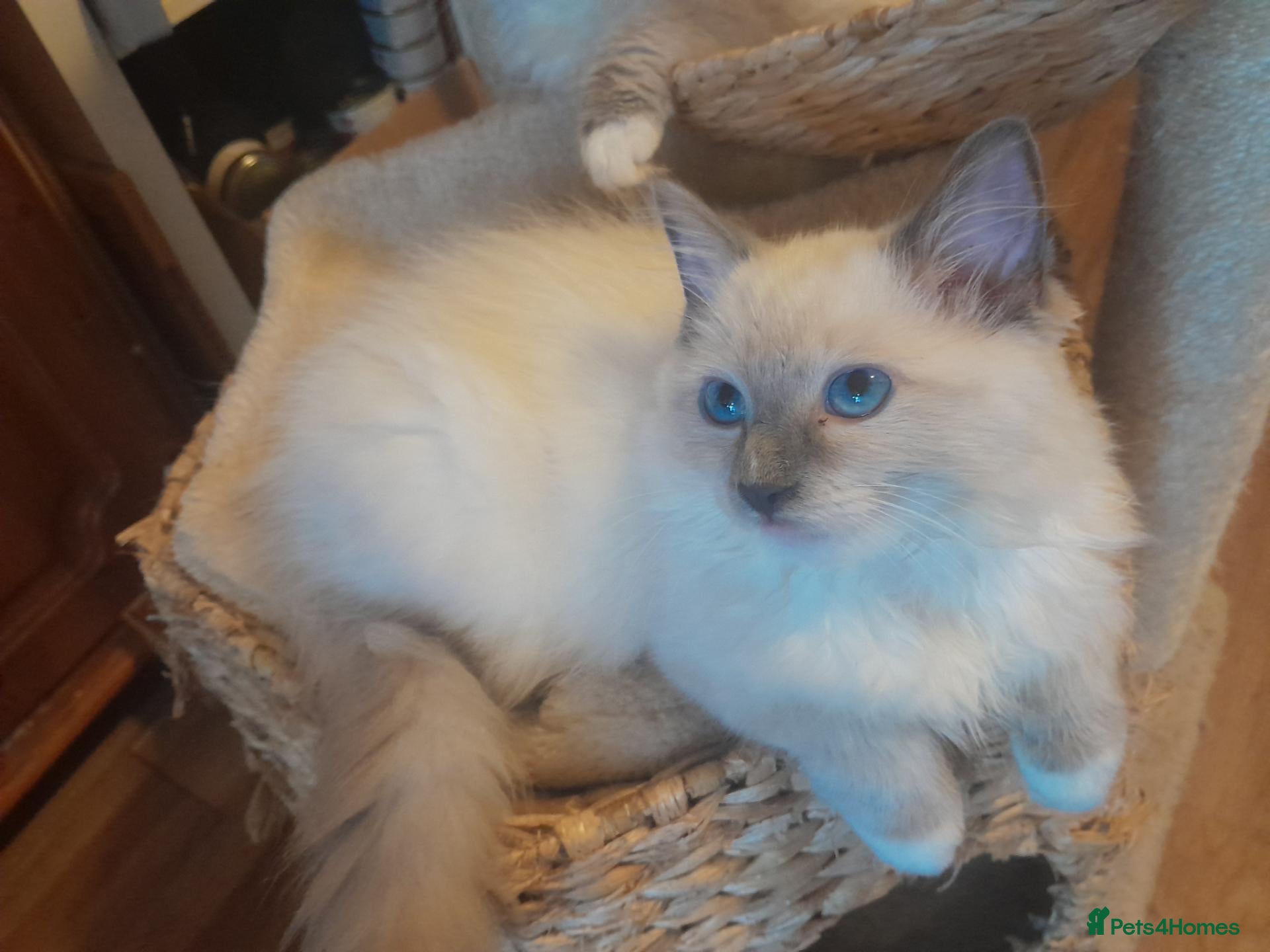 Ragdoll cats Beautiful Ragdoll kittens  - Advert 5