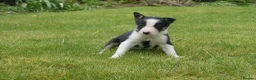 Border Collie dogs for sale: Three beautiful boy Border collies  - Advert 3