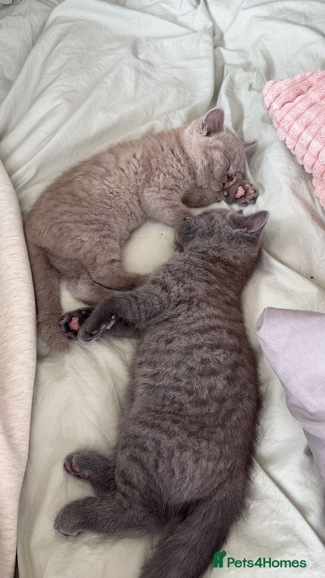 British Shorthair cats for sale: British Shorthair kittens Lilac & Blue  - Image 1
