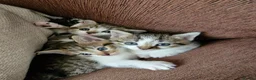 Mixed Breed cats for sale: Adorable British Shorthair Mix Kittens  in Bradford - Advert 1
