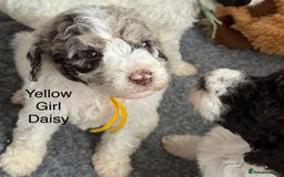 Labradoodle dogs for sale: Therapy breeder 5th gen miniature F1bbbb - Image 27