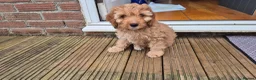 Mixed Breed dogs for sale: Cockapoo and Cavalier King Charles Spaniel mix - Advert 1