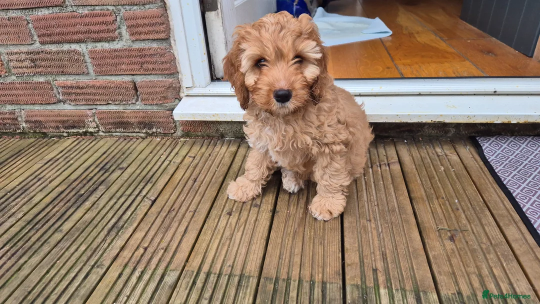 Mixed Breed dogs for sale: Cockapoo and Cavalier King Charles Spaniel mix - Advert 1