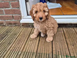 Mixed Breed dogs Cockapoo and Cavalier King Charles Spaniel mix - Advert 2