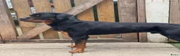 Rottweiler dogs for stud: Handsome Male Rottweiler – Available at Stud - Advert 2