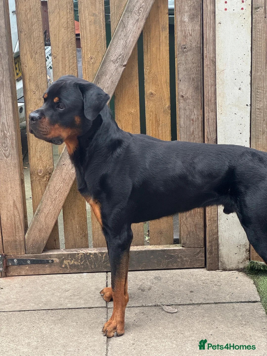 Rottweiler dogs for stud: Handsome Male Rottweiler – Available at Stud - Advert 2