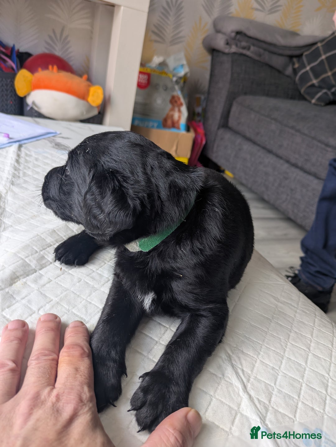 Labrador Retriever dogs for sale: Retriever Labrador puppys for sale - Image 16