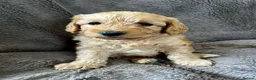 Mixed Breed dogs for sale: 9 Australian Labradoodles  - Advert 18