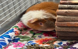 Guinea Pig rodents for sale: 8 month old Teddy Rex Guinea Pig - Image 1