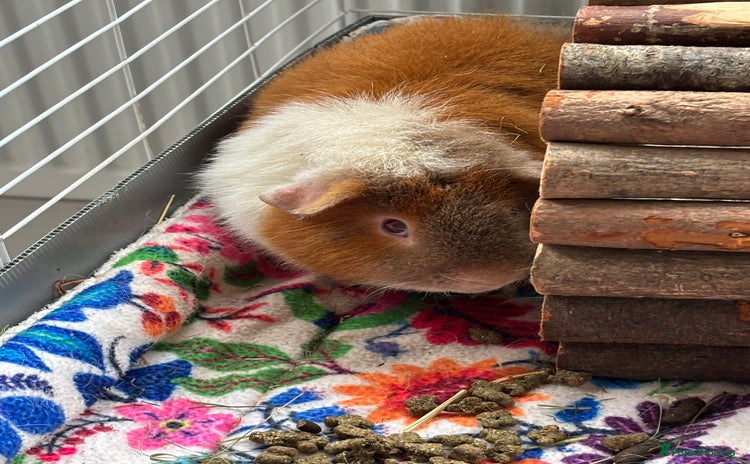 Guinea Pig rodents - Advert 1
