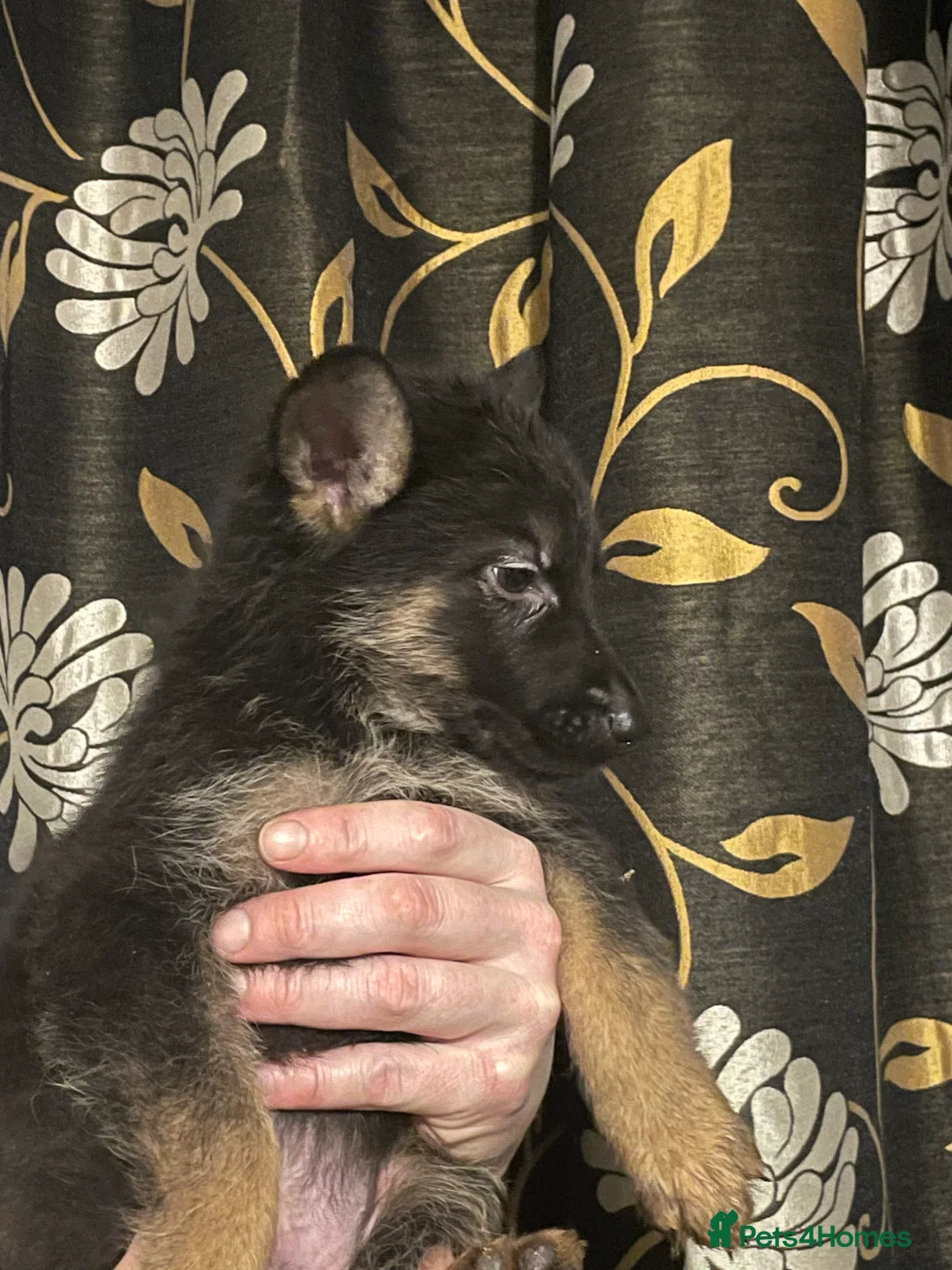 German Shepherd dogs for sale: German shepherd puppies ready now  in Sheffield - Advert 16