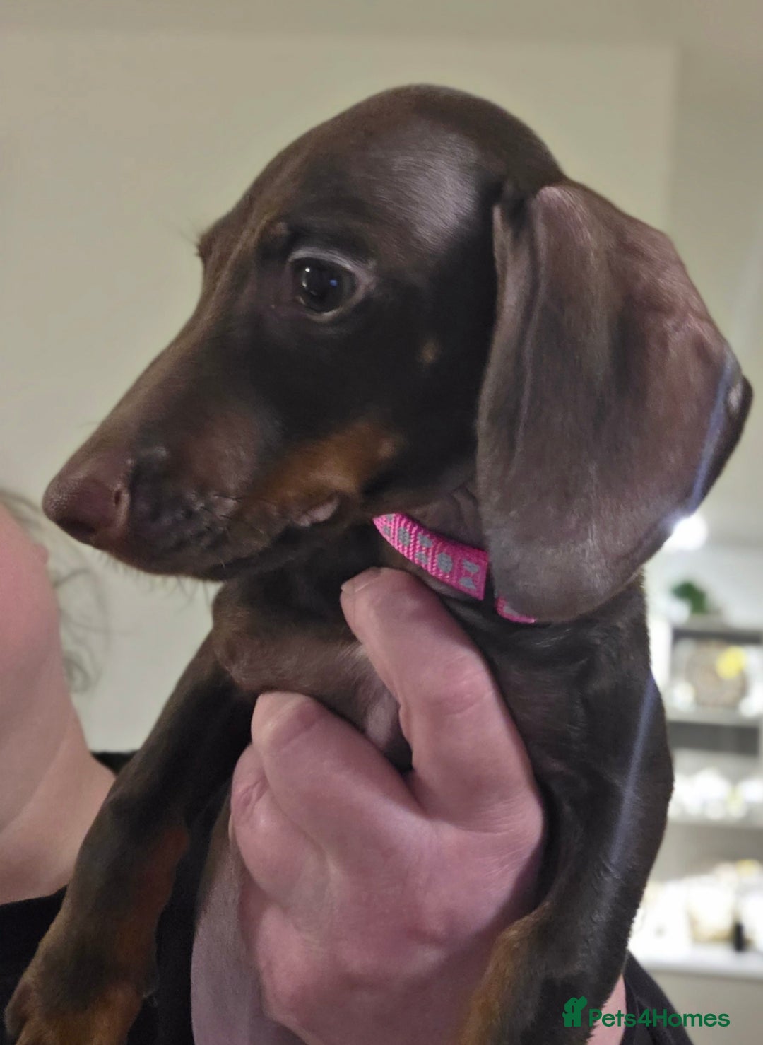 Dachshund dogs for sale: Female Dachshund Puppy - Advert 6