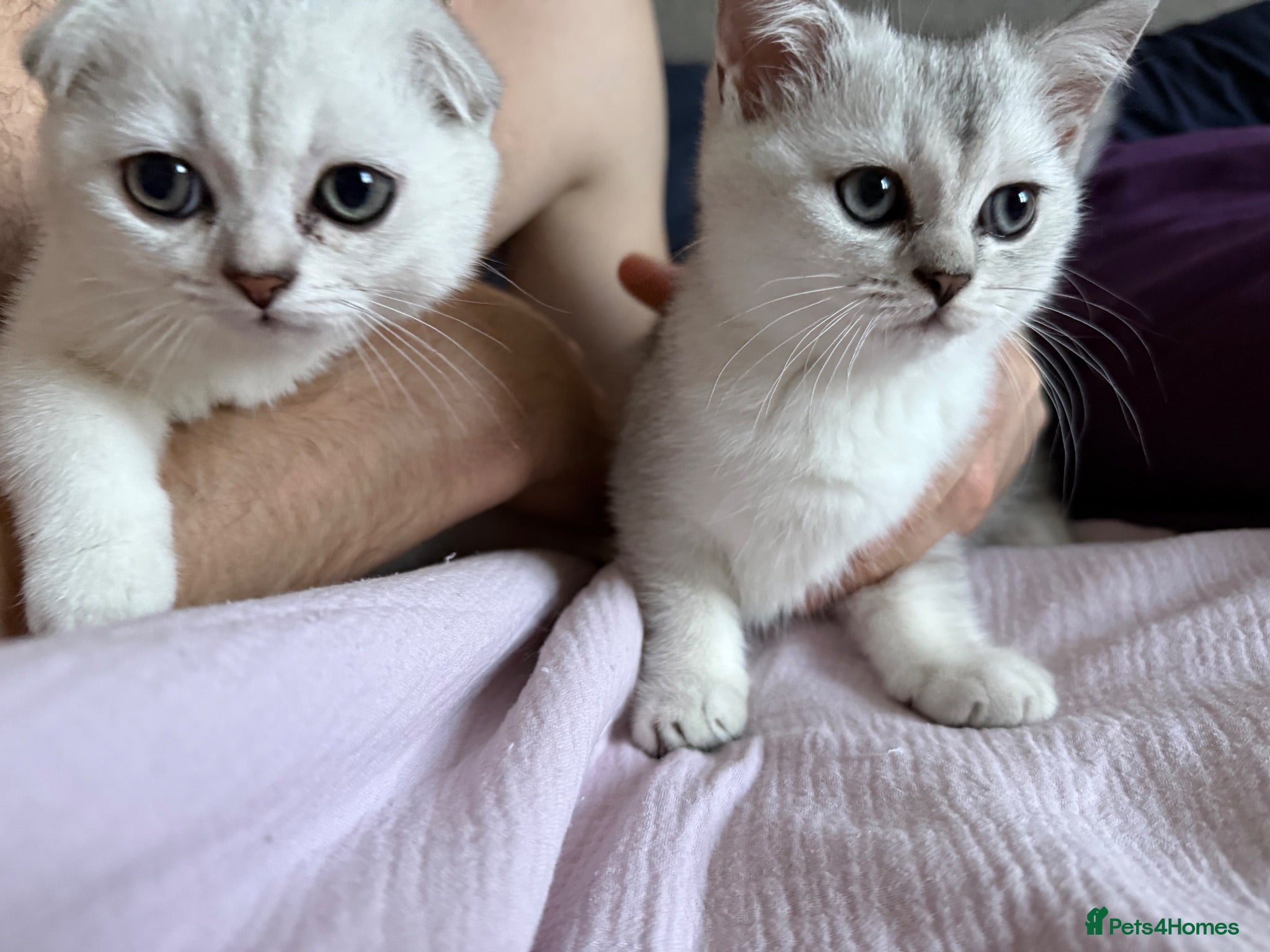 Scottish Fold cats Scottish fold TICA registered - Advert 1