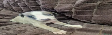 Whippet Puppy 1