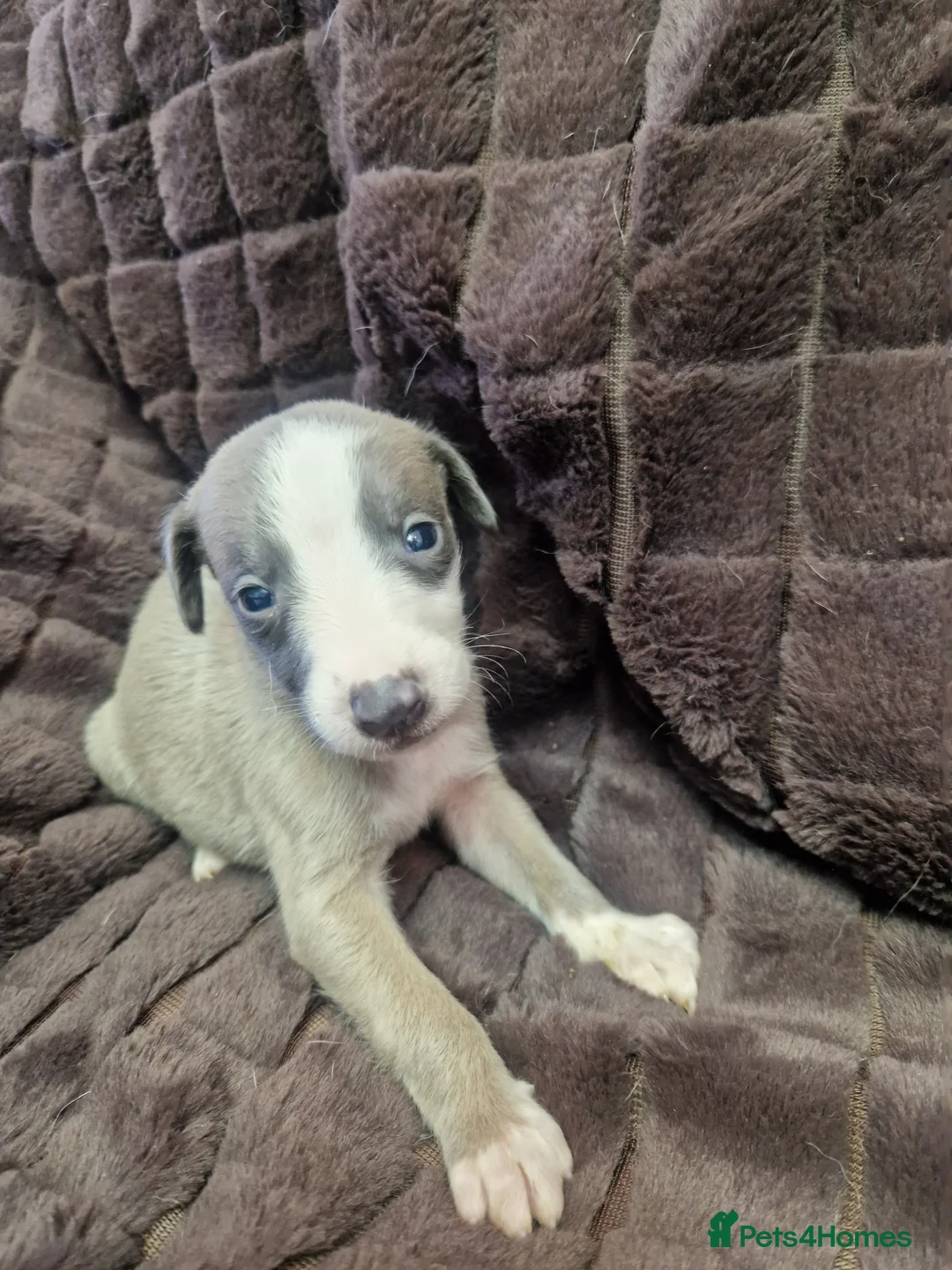 Whippet dogs for sale: Whippet pups  - Advert 27