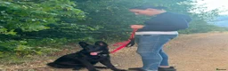 German Shepherd dogs for sale: Outstanding KC reg straight back German Sheppard  - Advert 1