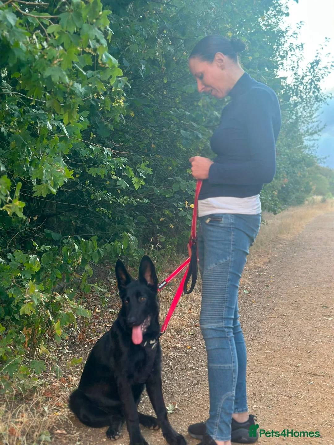 German Shepherd dogs for sale: Outstanding KC reg straight back German Sheppard  - Advert 1