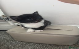 Domestic Shorthair cats for sale: Beautiful kittens ❤️❤️ - Image 8