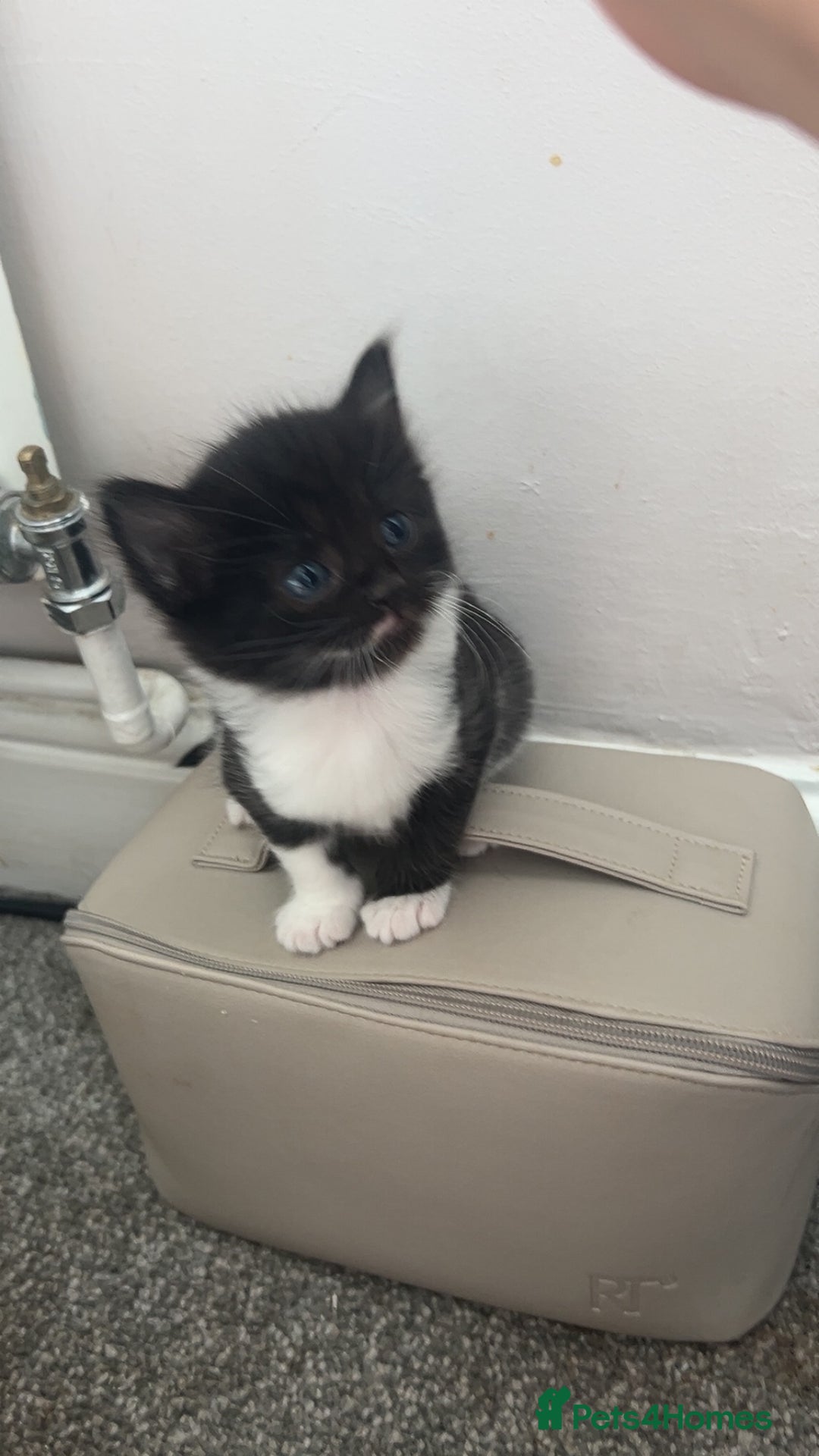 Domestic Shorthair cats for sale: Beautiful kittens ❤️❤️ - Image 8