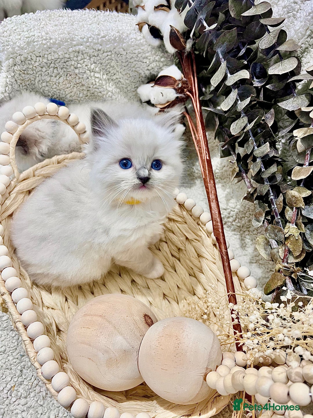Ragdoll cats for sale: Hello Ragdoll lover‼️ - Advert 13