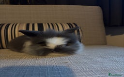Lionhead rabbits for sale: Beautiful fluffy bunnies - Image 2