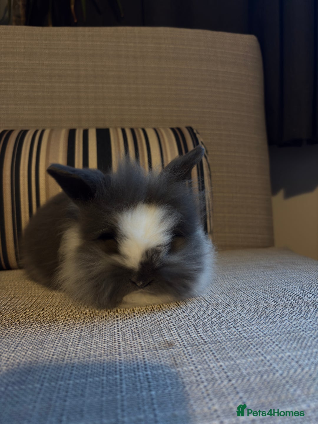 Lionhead rabbits for sale: Beautiful fluffy bunnies - Image 2