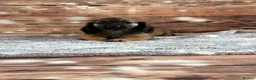 Miniature Dachshund dogs for sale: Beautiful babies ready now !  - Advert 5