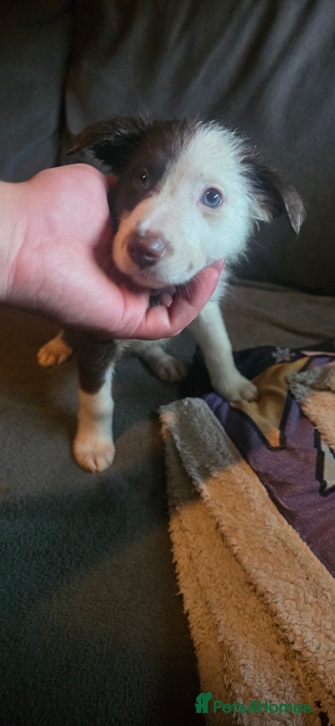 Border Collie dogs for sale: 9 border collie pups  - Image 13