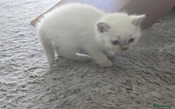 British Shorthair cats for sale: THREE MALE BRITISH SHORTHAIR KITTENS FOR SALE - Image 13