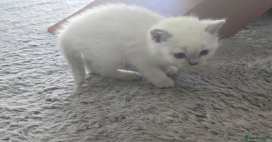 British Shorthair cats - Advert 10