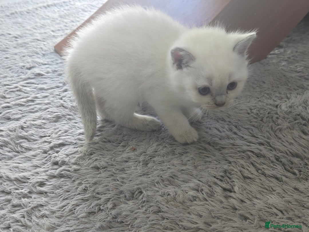 British Shorthair cats for sale: THREE MALE BRITISH SHORTHAIR KITTENS FOR SALE - Image 13