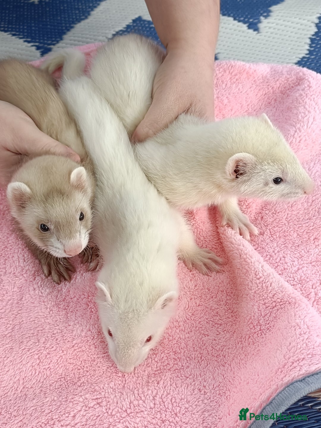 Ferret rodents for sale: Ferrets for Sale - 8 weeks old - Image 4
