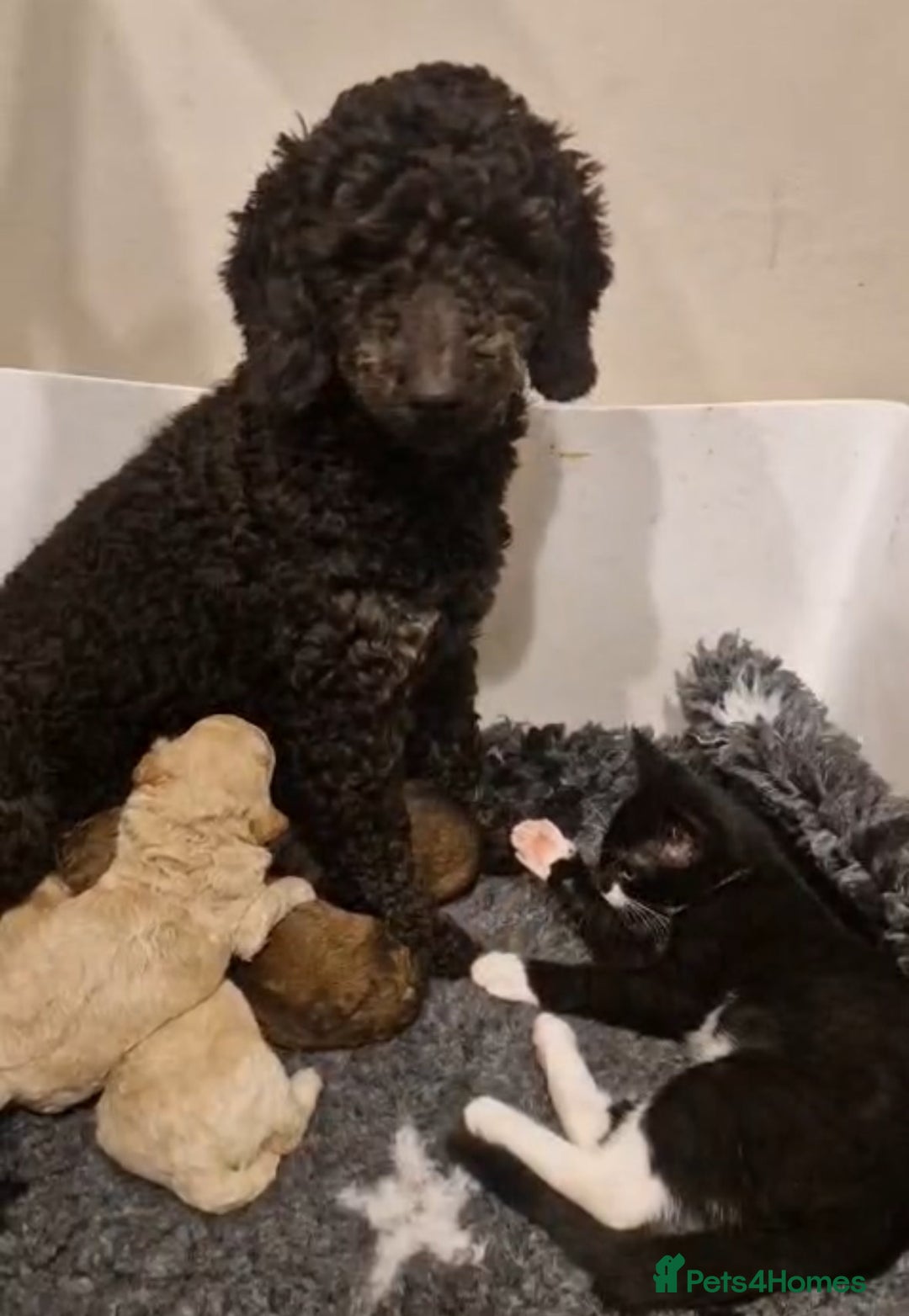 Poochon dogs for sale: Stunning Rare Phantom True Miniature Poochons - Advert 13