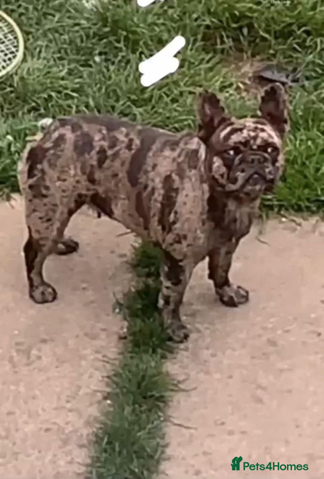 French Bulldog dogs Male merle frenchie  - Advert 15
