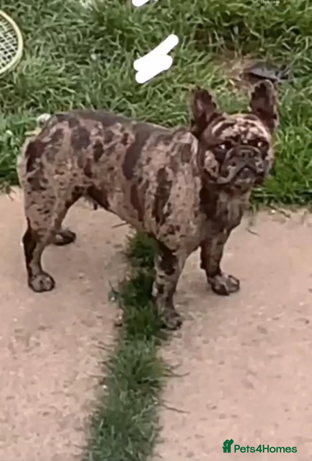 French Bulldog dogs for sale: Male merle frenchie  - Advert 1