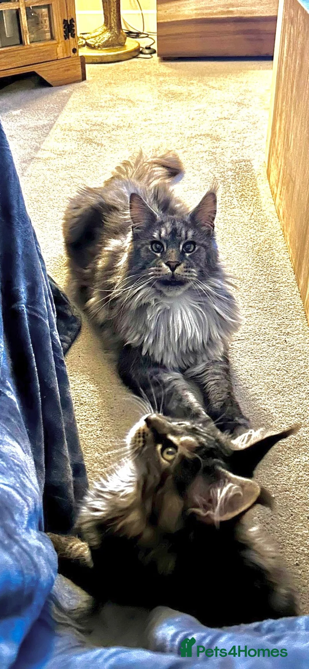 Gallery Image {{count}}