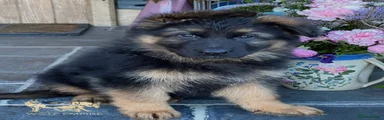 German Shepherd Puppy 6