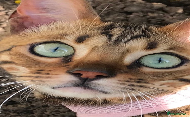Bengal cats - Advert 14
